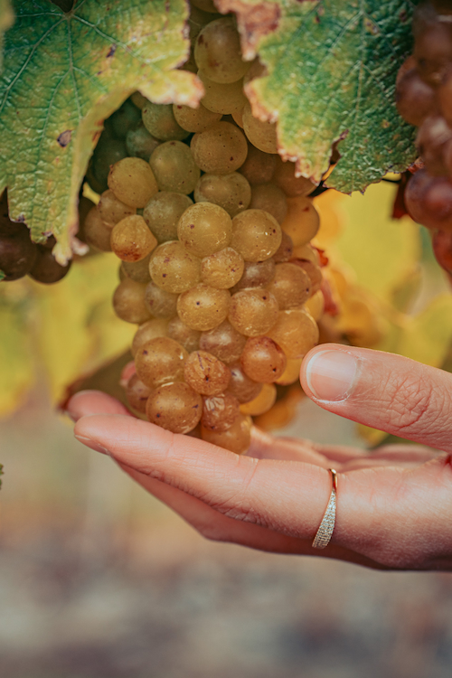 Winery & Commercial Photography by Theresa Chan